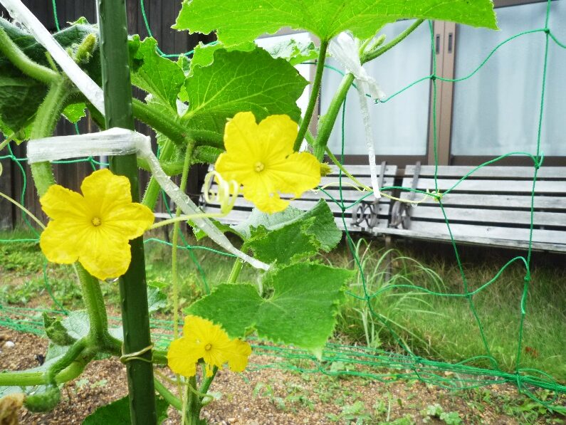 きゅうりの花